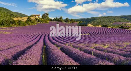 Lavendel Feld mit Kapelle, Montagne de Lure, Vaucluse, Alpes-de-Haute-Provence, Frankreich Stockfoto