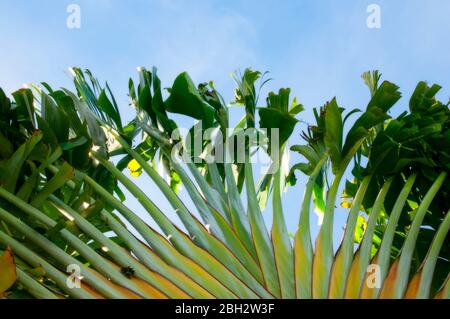 Blätter der Travellers Palm vor dem Licht, Traveller's Palm oder Ravenala madagascariensis schließen als Hintergrund. Stockfoto