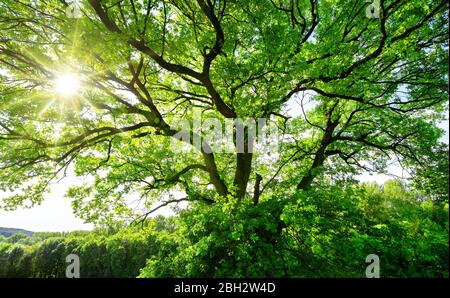 Die Sonne scheint hell durch die krummen Äste eines majestätischen grünen Baumes Stockfoto