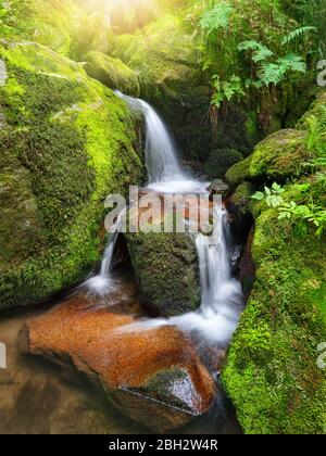 Gebirgsbach mit schönen Miniatur-Wasserfällen, die durch moosbewachsene Felsen eines Waldes fließen Stockfoto