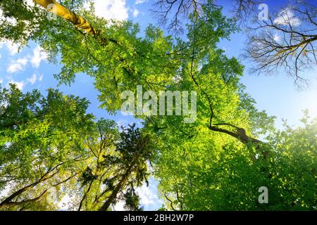 Grüne Bäume wachsen hoch in Richtung des blauen Sommerhimmels, Würmer Blick Stockfoto