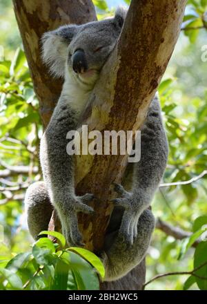 Kleiner Koala, der in einem Eukalyptusbaum schläft. Magnetic Island, Australien Stockfoto