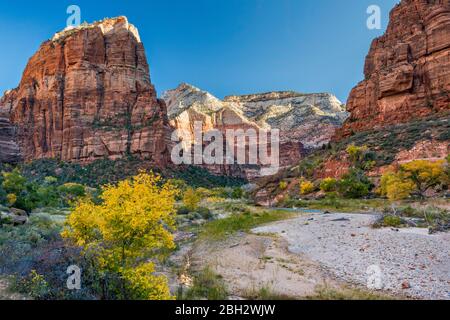 Virgin River, Zion Canyon, Angels Landing auf der linken Seite, Temple of Sinawava Massiv in dist, vom West Rim Trail im Oktober, Zion National Park, Utah, USA Stockfoto