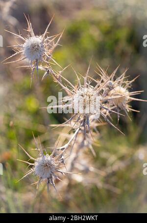 Centaurea calcitrapa, Wildpflanze, im Sommer in der Prärie in Kappadokien in der Türkei als Sterndistel bekannt. Weiße Pflanze scharf Stockfoto