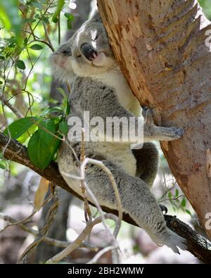 Kleiner Koala, der in einem Eukalyptusbaum schläft. Magnetic Island, Australien Stockfoto