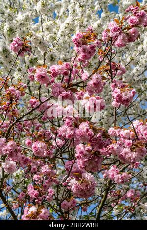 Cherry Blossom, Teltow, Mauerweg, der ehemaligen DDR-Grenze, in der Nähe von Berlin, Brandenburg Stockfoto