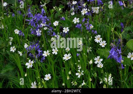 Blaubellen (Hyacinthoides non-scripta) und Stechwürze (Stellaria holostea) auf einer Bank in einem Wald in Wiltshire. Stockfoto