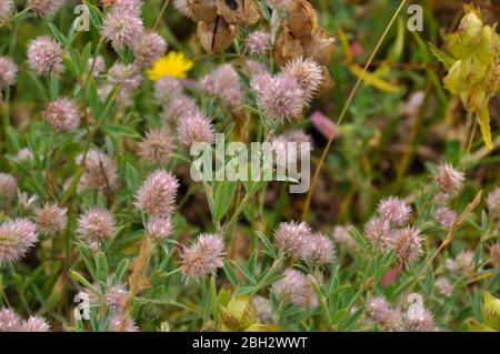 Hahnenfußklee (Trifolium arvense), flauschige rosa oder weiße Blüten, sandige Felder und Wiesen, Sanddünen, Sommer und Frühherbst, Braunton Burrows, Stockfoto