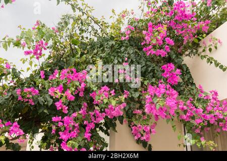 Luxuriöse rosa Bougainvillea Blumen schmücken den Balkon des Hauses. Soft Focus Stockfoto