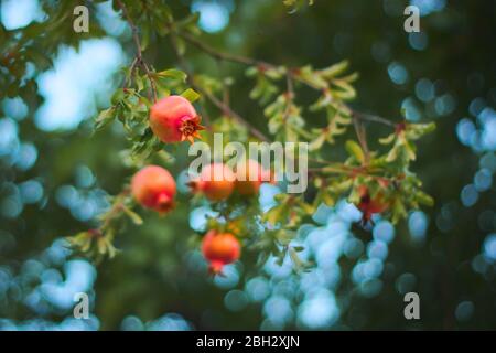Junge, unreife Granatäpfel (Punica granatum) auf dem Baum. Stockfoto