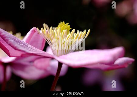 Nahaufnahme der rosa Clematis Blume Stockfoto