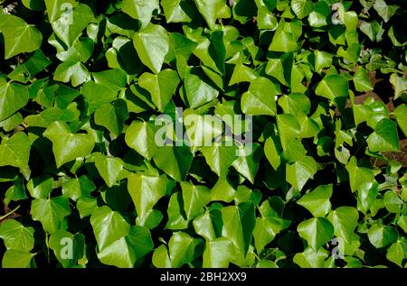 Efeu-Pflanze im frühen Frühjahr wächst an der Wand, norfolk, england Stockfoto