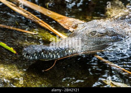 Nahaufnahme eines Krokodils Augen, Mund, Zähne und Kiefer im Teichwasser. Taronga Zoo, Sydney, New South Wales, Australien. Stockfoto