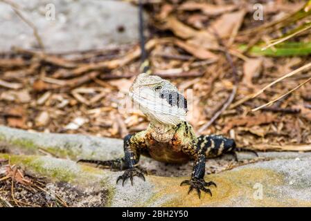 Australischer Wasserdrache, Shelly Beach Walking Track, Manly Beach, Sydney, New South Wales, Australien.. Stockfoto