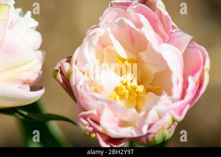 tulip „Angélique“ (Tulipa „Angélique“) Stockfoto