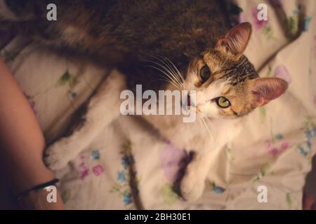 Schöne, gestromte Katze, die auf einem Bett liegt, nach oben schaut, direkt auf die Kamera. High-Angle-Aufnahme. Stockfoto