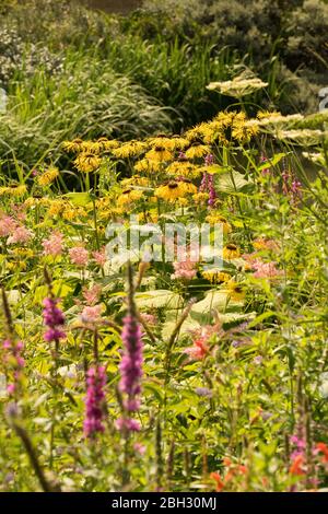 Sommergrenze von Loosestrife Gelb Schwarz Eyed Susan, Rudbeckia fulgida, astilbe; Stockfoto