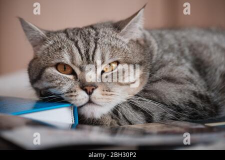 Britische glatzhaarige gestreifte Katze auf einem Buch Stockfoto