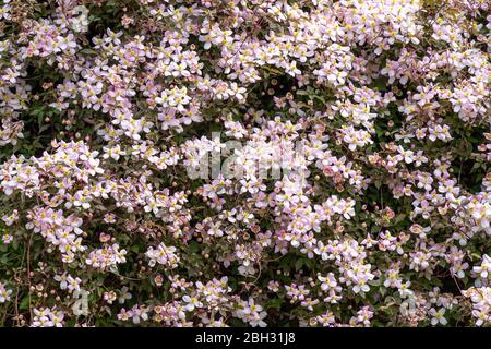 Clematis Montana Rubens in voller Blüte Stockfoto