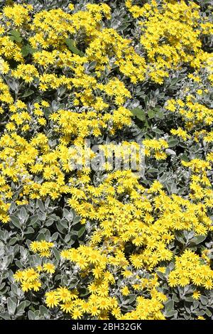 Daisy Bush Senecio greyi syn. Brachygotttis greyi Dunedin Group 'Sunshine' Stockfoto