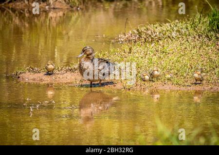 Eine weibliche Stockente wacht über ihre kleinen Entlein am Ufer der Feuchtgebiete, die sich nach einem sonnigen Frühlingstag im Wasser austrocknen Stockfoto