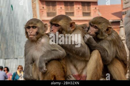 Die Affen, die im Swayambhunath Tempel leben, verbringen viel Zeit damit, Flöhe und Schorf zu putzen und abzuziehen, Kathmandu, Stockfoto