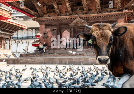 Kuh und Tauben vor den Tempeln am Durbar Square, nach dem Erdbeben von 2015 weitgehend restauriert, Kathmandu Stockfoto