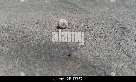 Schnecke auf Felsen sitzend Stockfoto