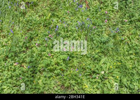 Britische Hedgebank im Frühling Sonnenschein. Kleine Celandine / Ranunculus ficaria, Bluebell / Hyacinthoides non-scripta, Red Campion / Silene dioica & Primroses Stockfoto