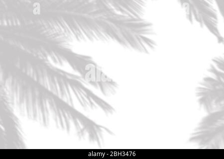 Grauer Schatten der Palme hinterlässt an einer weißen Wand Stockfoto