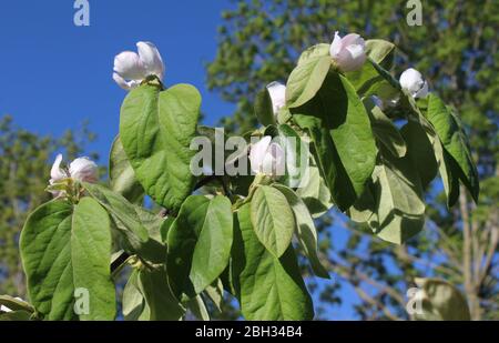 Blassrosa Blüten und charakteristisches hängende Laub von Cydonia oblonga, auch bekannt als Quitte. Wachsen im Freien in einer natürlichen Umgebung. Stockfoto