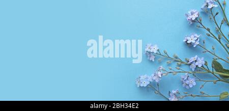 Frühling floral Banner, ziemlich blau vergessen-me- nicht Blumen auf einem hellblauen Hintergrund, mit Copyspace nach links. Ferienkarte für den Muttertag. Stockfoto