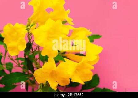 Gelber Holunder oder Trompetush Blume Nahaufnahme auf rosa Hintergrund Stockfoto