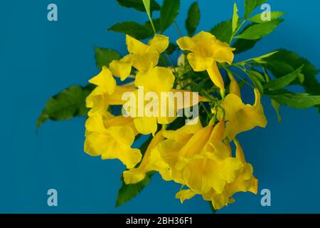 Gelber Holunder oder Trompetush Blume Nahaufnahme auf blauem Hintergrund Stockfoto