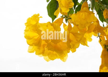 Gelber Holunder oder Trompetush Blume Nahaufnahme auf weißem Hintergrund Stockfoto