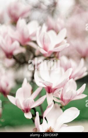Magnolia blühende rosa Blüten Stockfoto