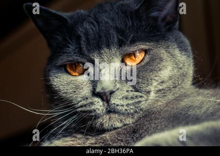 Graue britische Katze mit großen Augen von feuriger Farbe Stockfoto