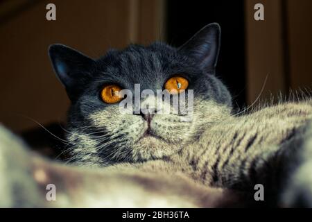 Graue britische Katze mit großen Augen von feuriger Farbe Stockfoto