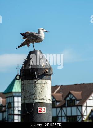 Maidenhead, Berkshire, Großbritannien. April 2020. Eine Möwe ruht auf einem Flussmarker in der Mitte der Themse an der Maidenhead Bridge an einem herrlichen sonnigen Frühlingstag gegenüber der neuen Taplow Riverside Wohnsiedlung. Kredit: Maureen McLean/Alamy Live News Stockfoto