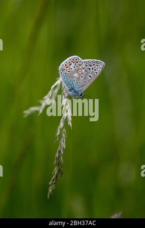 Blauer Schmetterling; Polyommatus icarus; UK Stockfoto