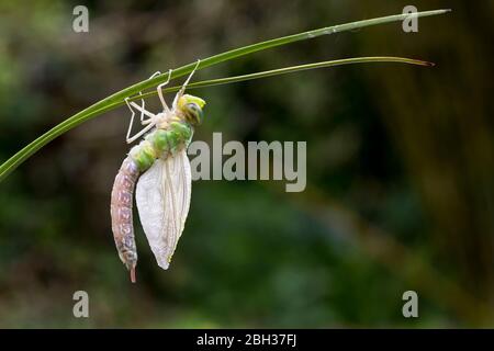 Emperor Dragonfly; Anax imperator; Female; Emerging; UK Stockfoto