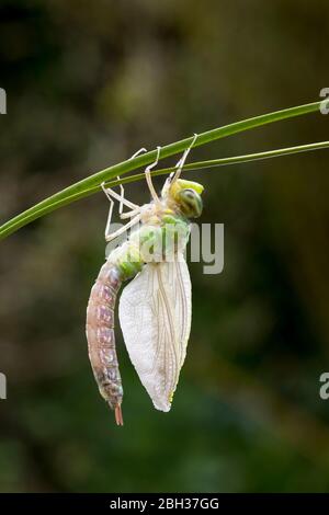 Emperor Dragonfly; Anax imperator; Female; Emerging; UK Stockfoto