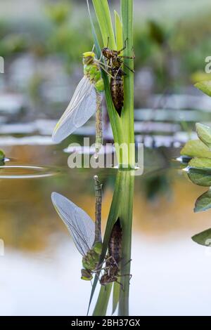 Kaiser Libelle; Anax Imperator; Emerging; Großbritannien Stockfoto