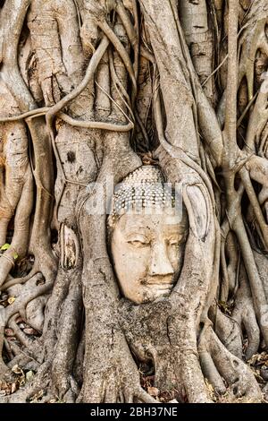 Kopf der Buddha-Statue, Wat Mahatat, Ayutthaya Historical Park, UNESCO Weltkulturerbe, Ayutthaya, Thailand, Südostasien, Asien Stockfoto