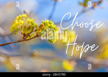 Inspirierendes Typografisches Zitat - Wählen Sie Hoffnung. Natur Boden von blühenden Ahornbaum. Stockfoto