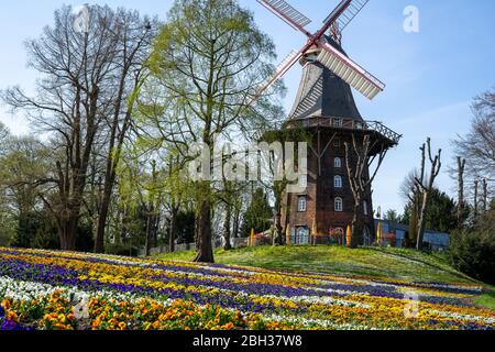 Im am Wall Park in Bremen finden Sie schöne und bunte Ausblicke mit der Windmühle im Hintergrund, die die erstaunlichen Frühlingsfarben zeigt Stockfoto