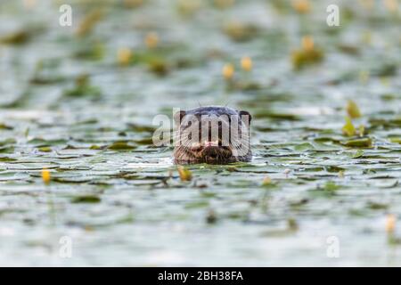 Otter; Lutra lutra; Essen eines Fisches; Großbritannien Stockfoto