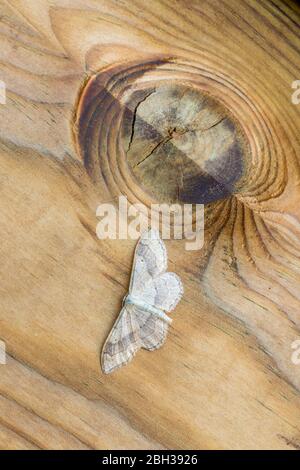 Riband Wave Moth; Idaea aversata; On Wood; Großbritannien Stockfoto