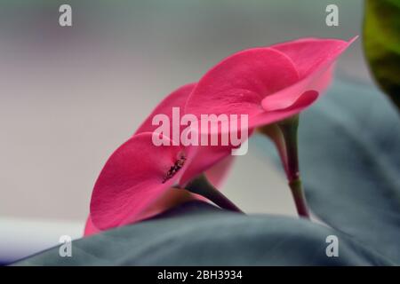 Blühende Euphorbia Mili Pflanze - Nahaufnahme, Seitenansicht Stockfoto
