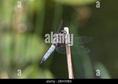 Seltene Chaser; Libellula fulva; Männlich; Cambridgeshire; Großbritannien Stockfoto